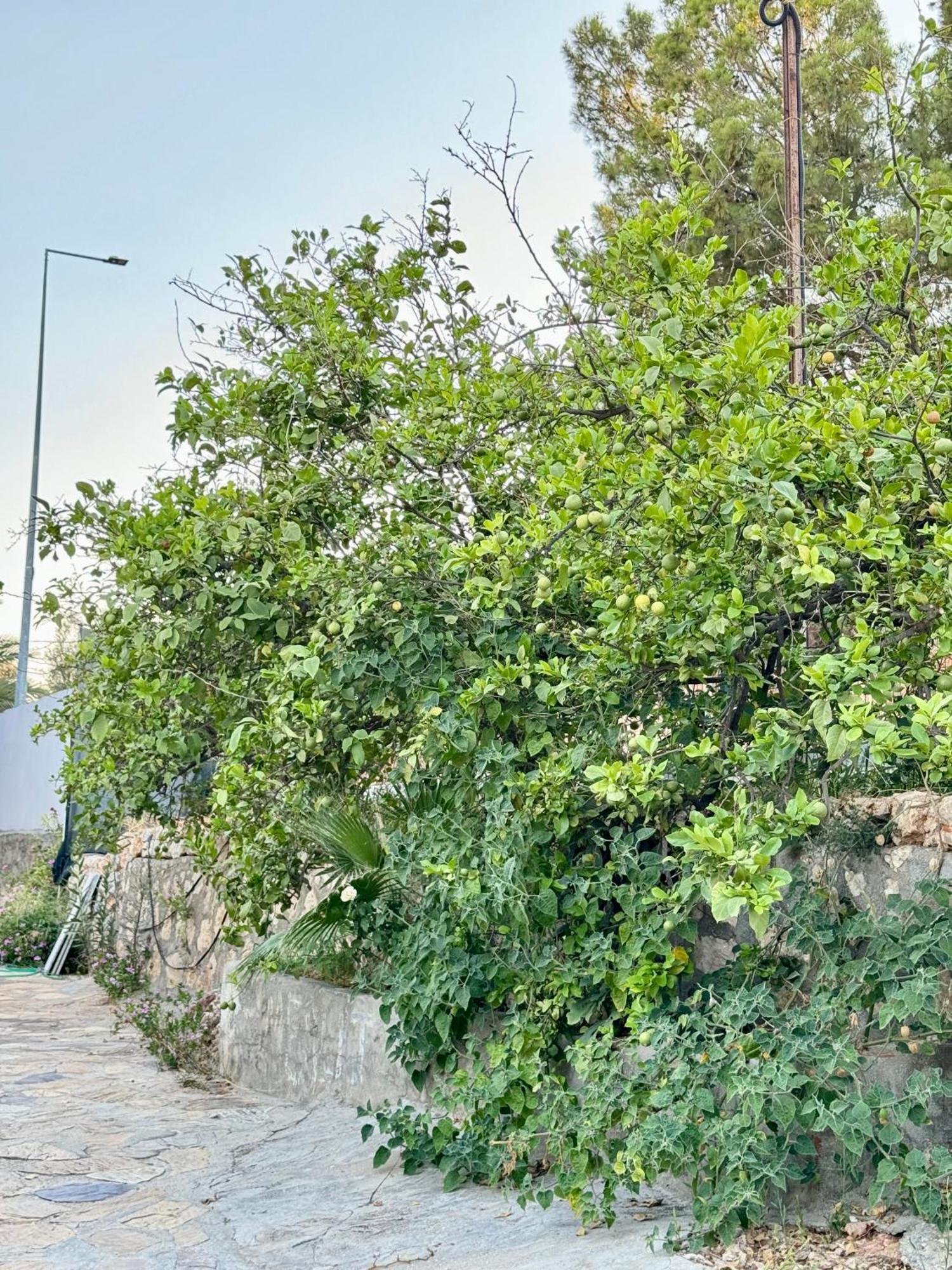 Rose Hotel B&B Patara Exterior foto